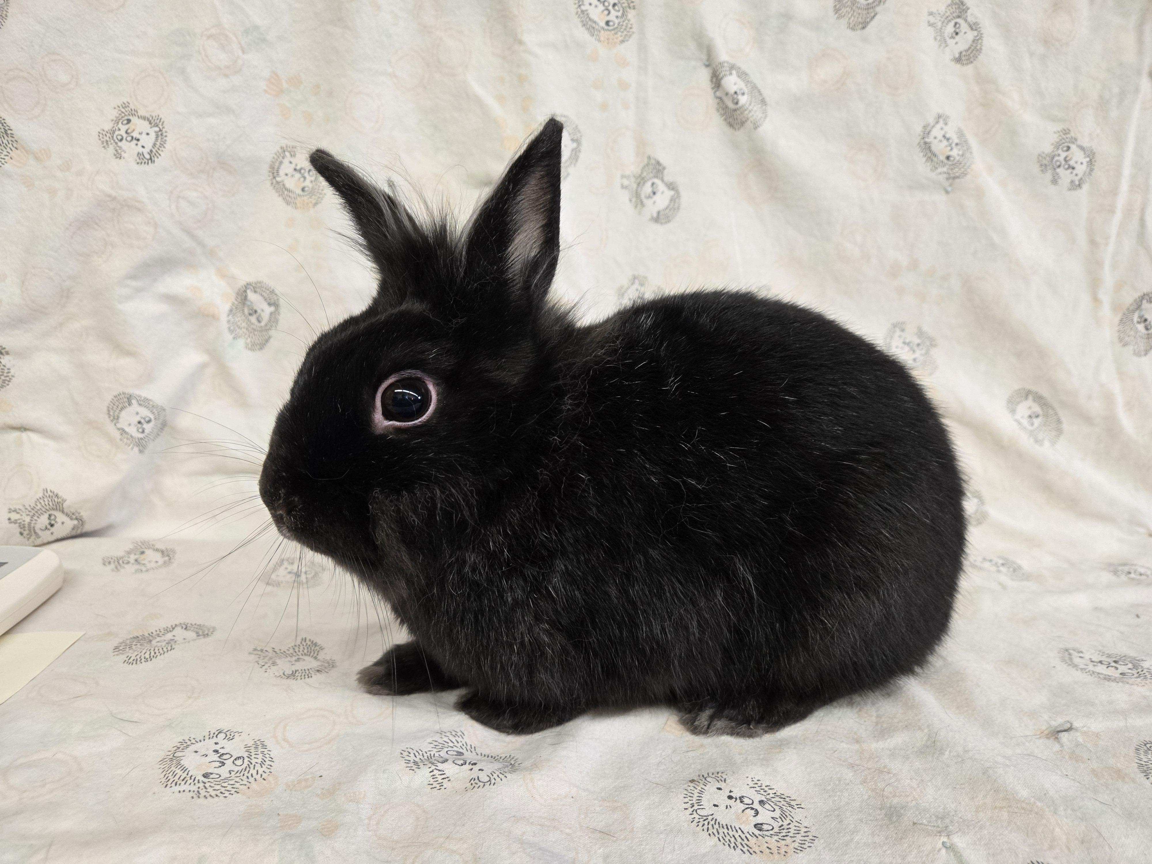 Toto, an adoptable mixed breed in Deerfield, WI image 4/4