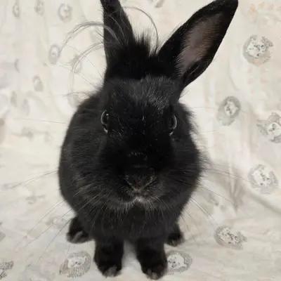 Enlarge Toto, an adoptable mixed breed in Deerfield, WI image 1/5