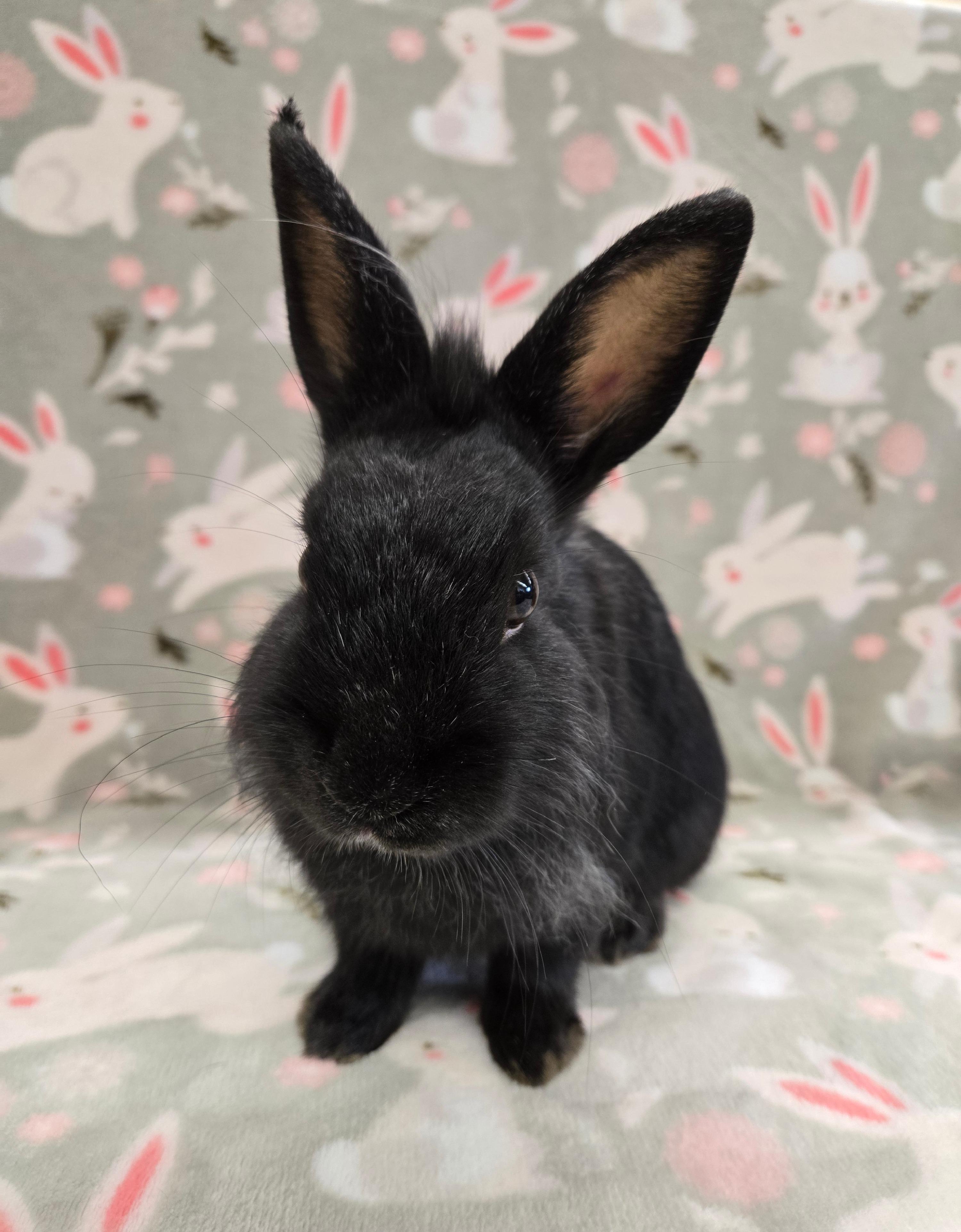 Toto, adoptable, Adult Male Lionhead & Dwarf.