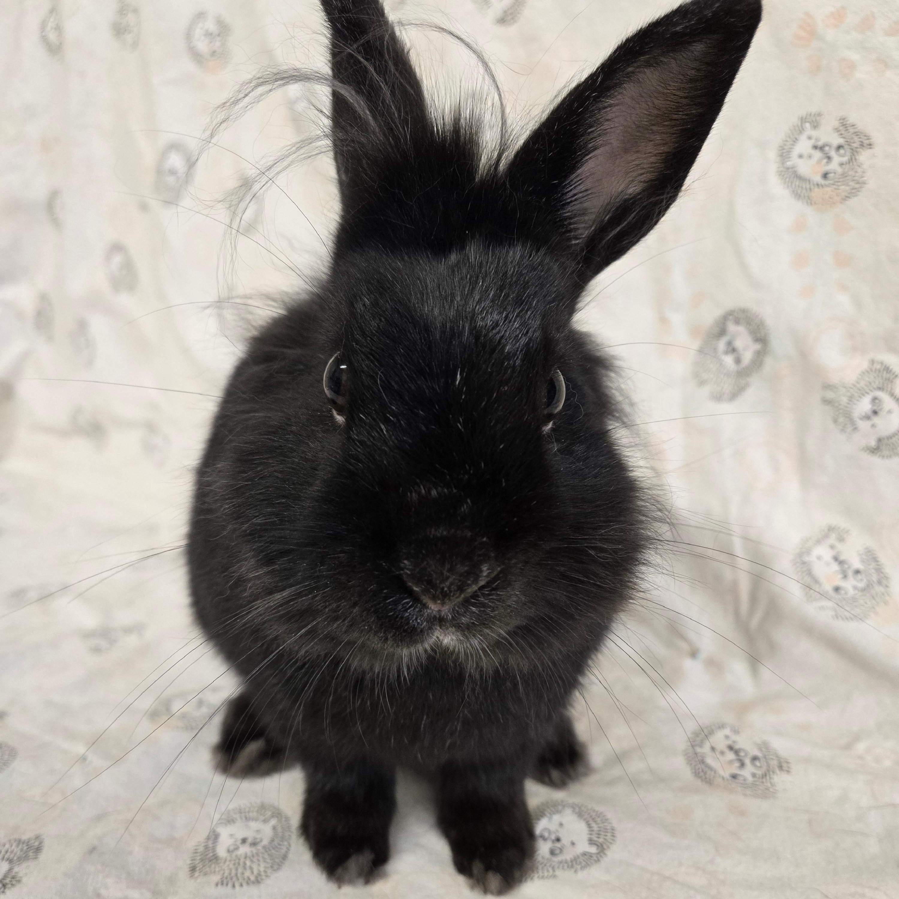 Toto, adoptable, Adult Male Lionhead & Dwarf.