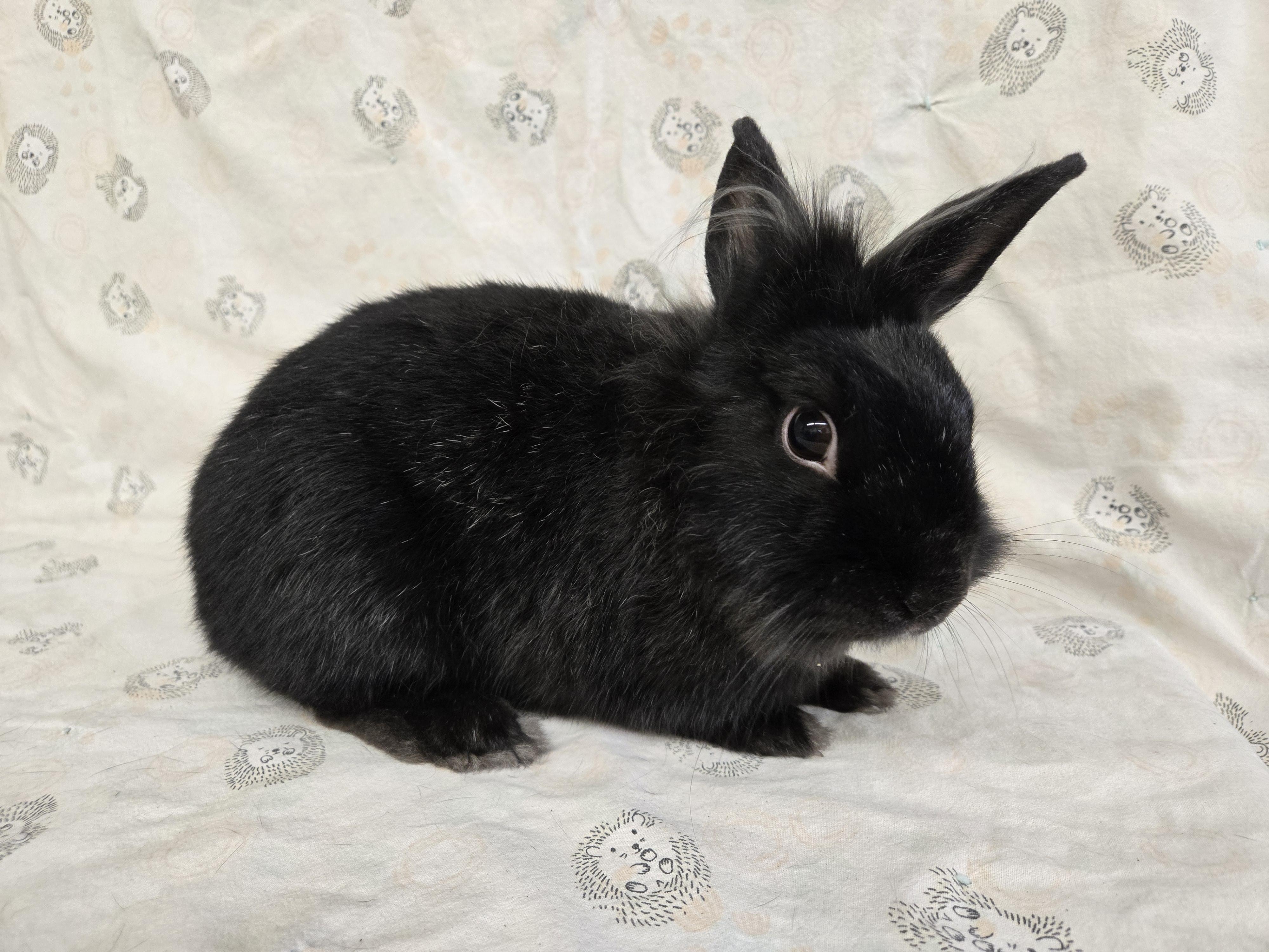Toto, an adoptable mixed breed in Deerfield, WI image 3/4