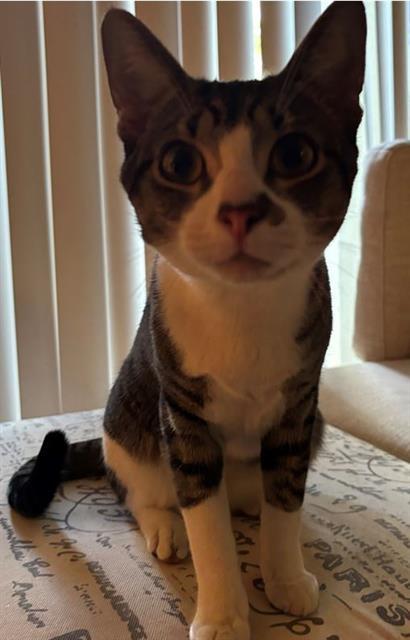 A2401725, Adoptable, Adult Male Domestic Medium Hair.