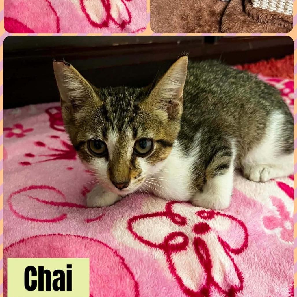 Enlarge Chai, a Adoptable Domestic Short Hair in Gonzales, LA image 1/1
