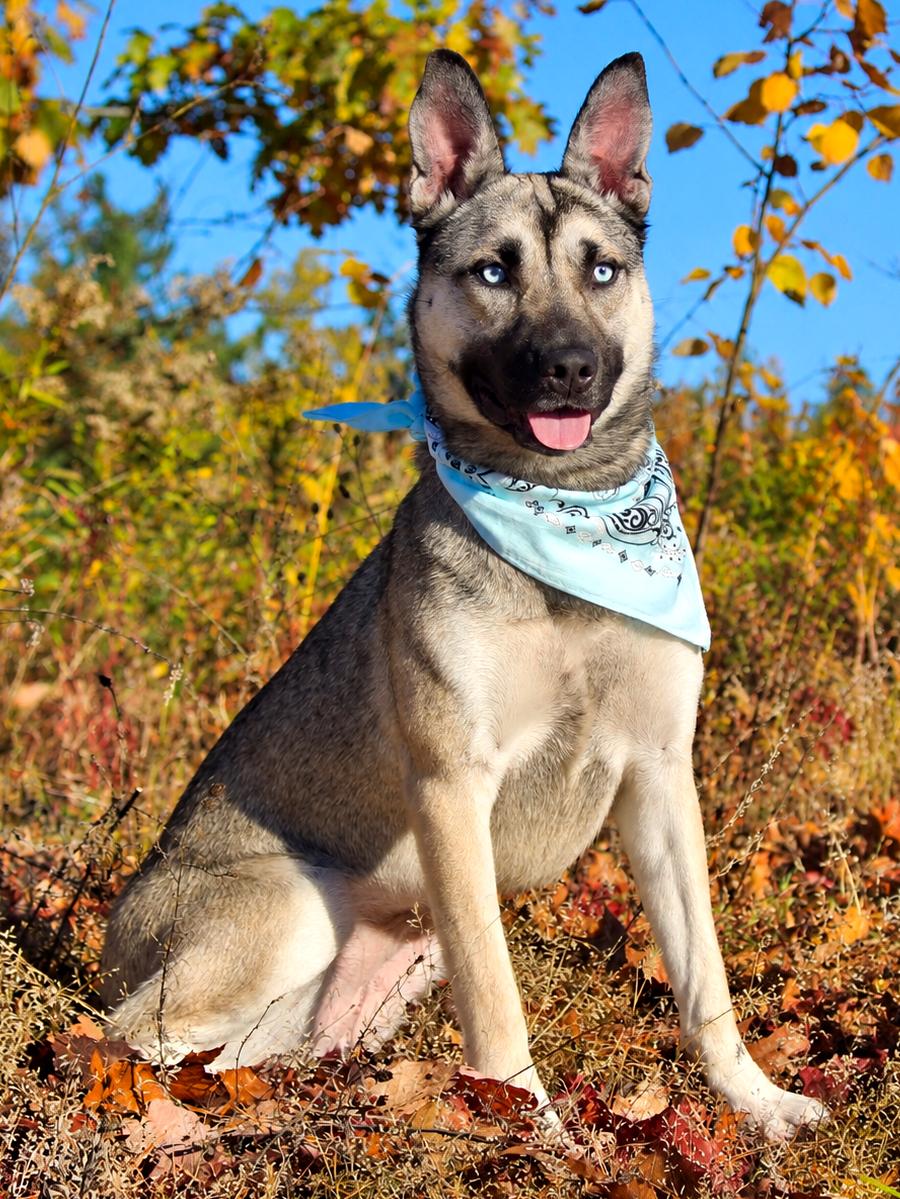 Topanga, Adoptable, Adult Female Mixed Breed.
