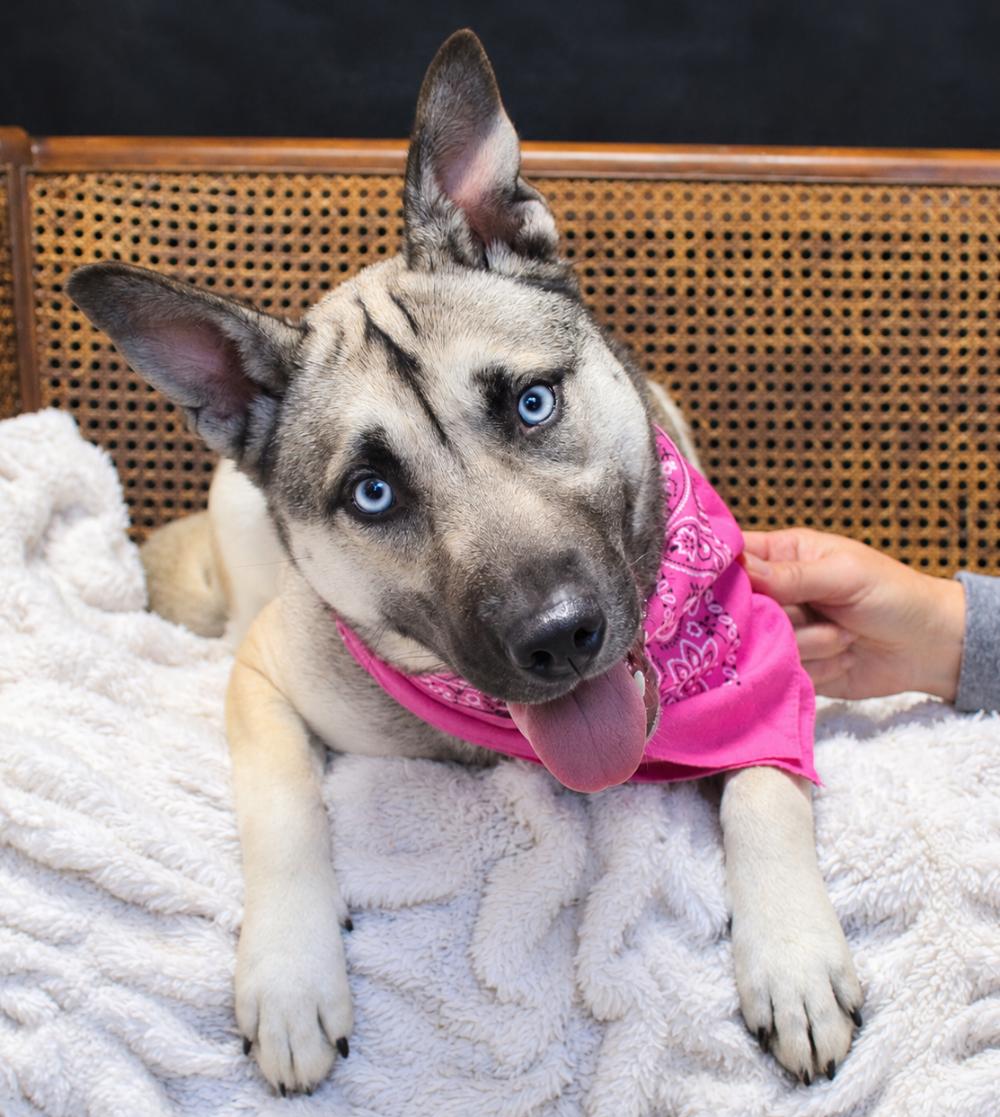 Enlarge Topanga, a Adoptable mixed breed in Cheboygan, MI image 5/6