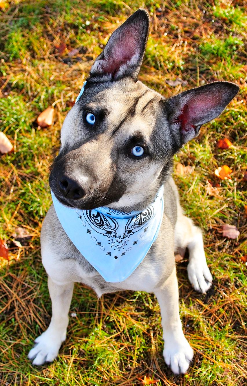 Enlarge Topanga, a Adoptable mixed breed in Cheboygan, MI image 6/6