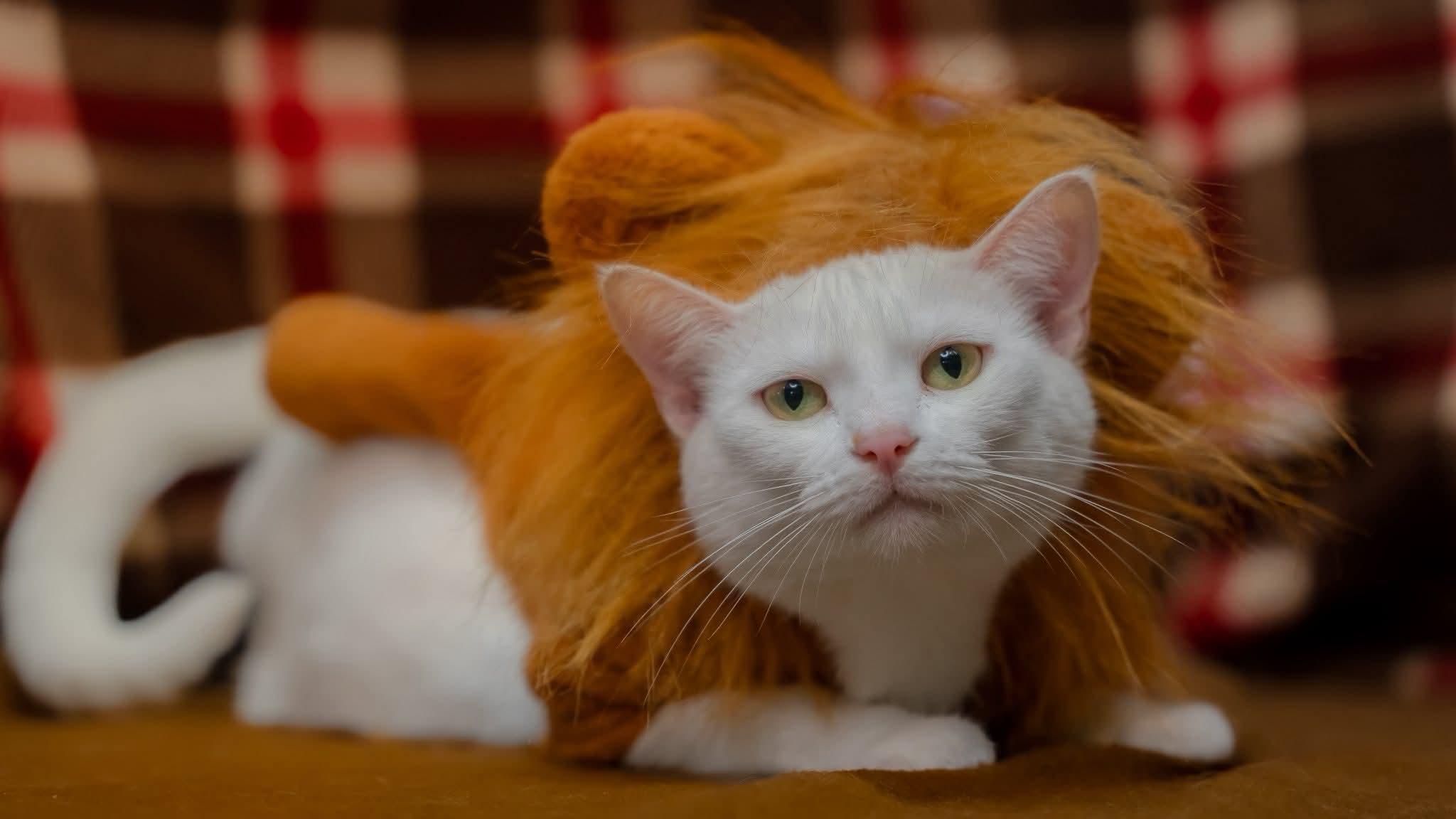 Enlarge Lilly, a ADOPTABLE Domestic Short Hair in Alexandria, IN image 1/1