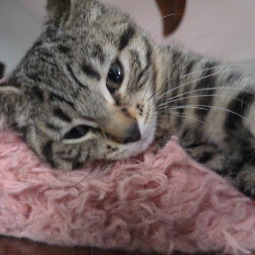Enlarge Ginger Rogers, a Adoptable Domestic Short Hair in Skokie, IL image 2/6