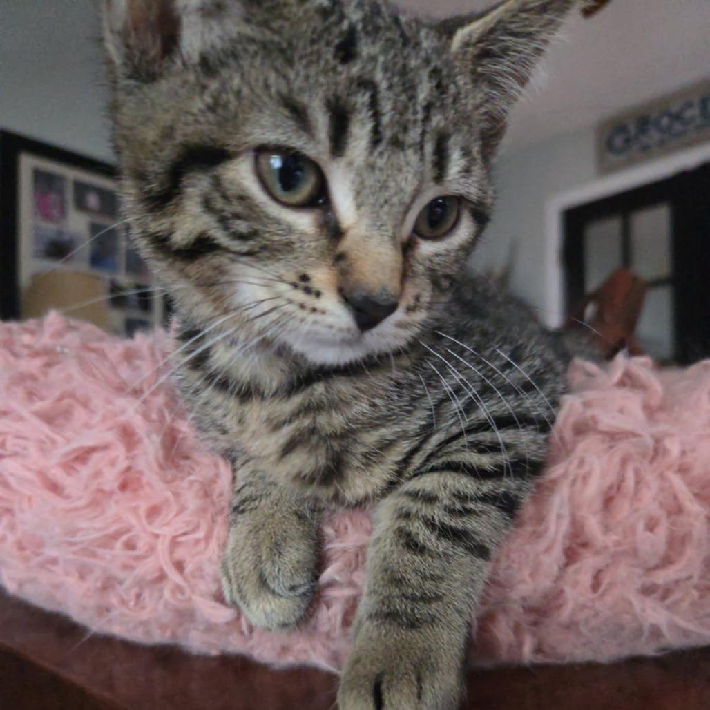 Enlarge Ginger Rogers, a Adoptable Domestic Short Hair in Skokie, IL image 3/6
