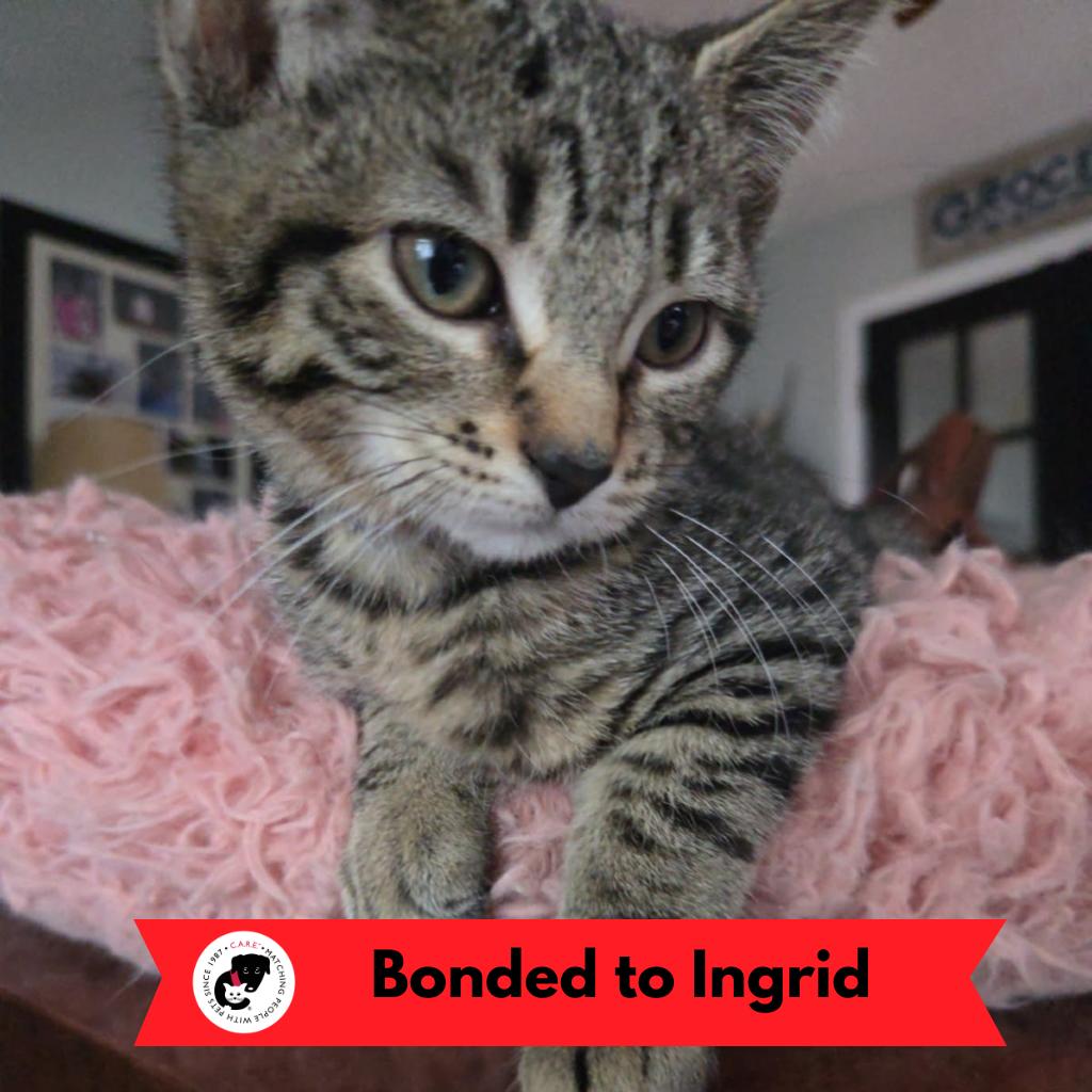 Enlarge Ginger Rogers, a Adoptable Domestic Short Hair in Skokie, IL image 6/6