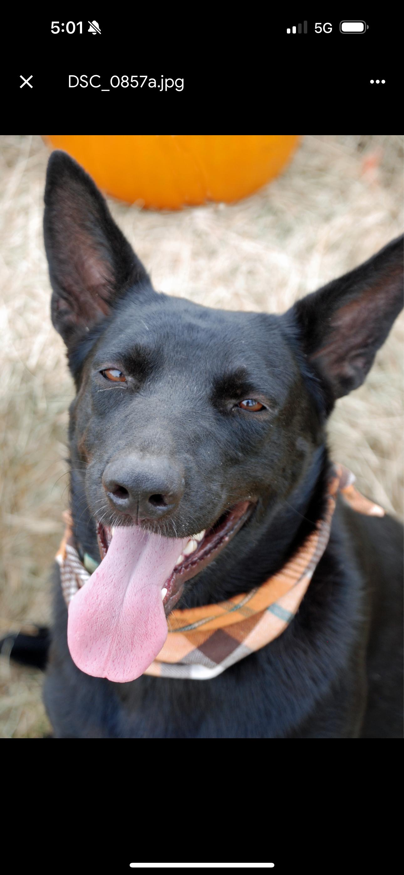 Ember, a Adoptable mixed breed in Madisonville, TX image 1/4