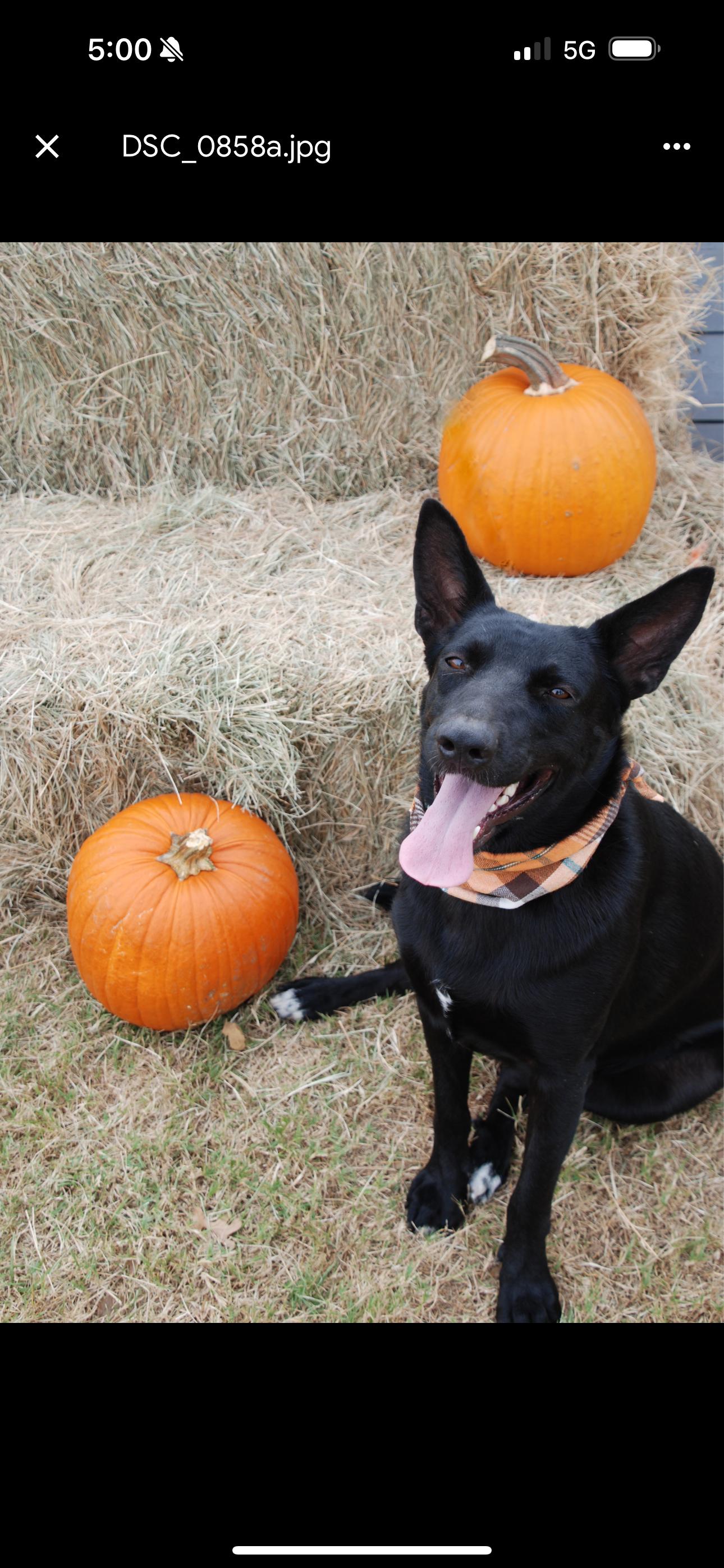Ember, a Adoptable mixed breed in Madisonville, TX image 3/4