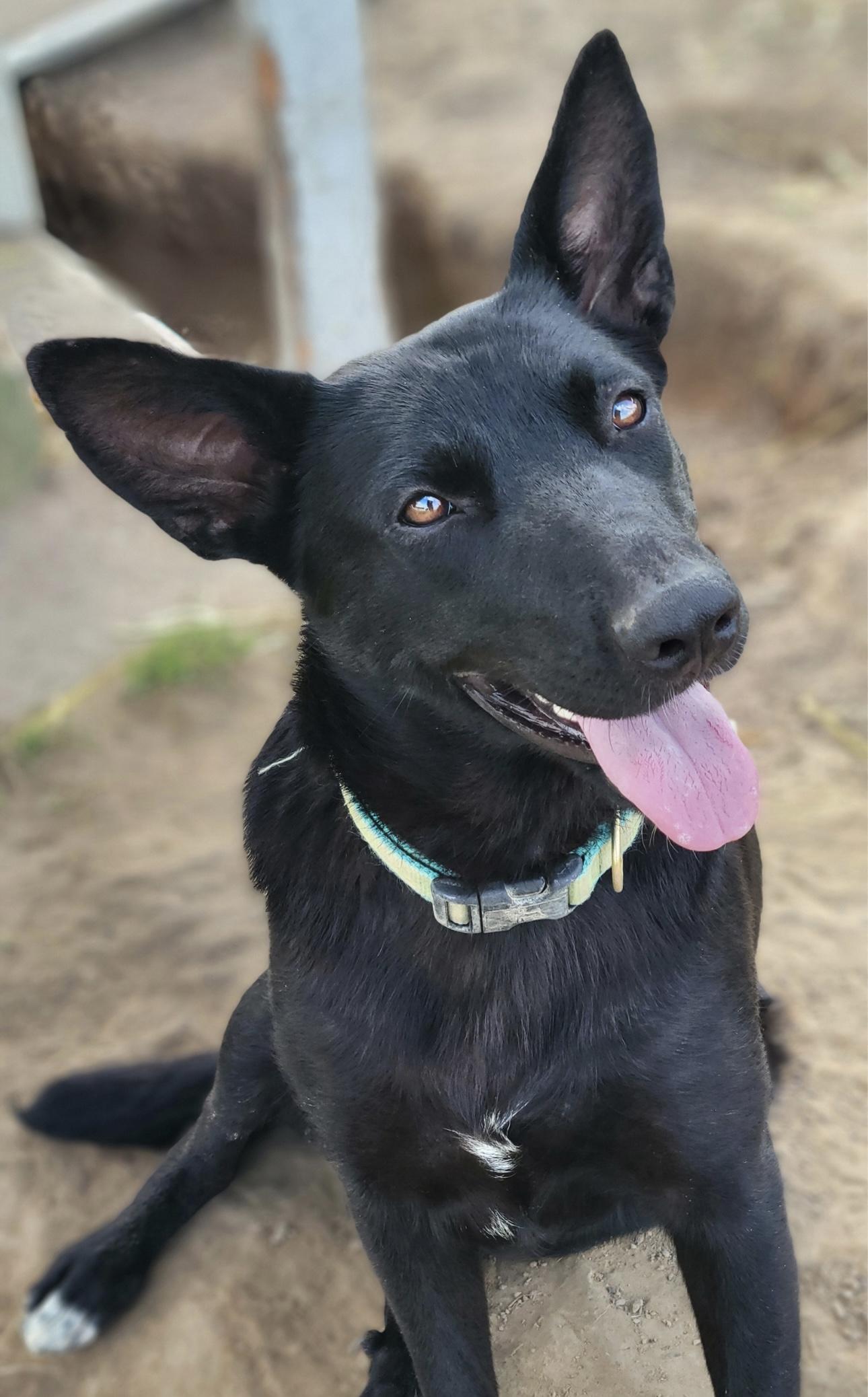 Ember, a Adoptable mixed breed in Madisonville, TX image 4/4