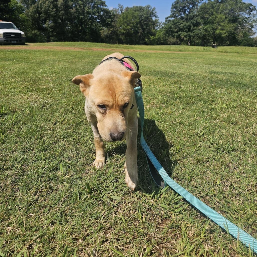 Teddie, Adoptable, Senior Female Chow Chow & Shar-Pei.