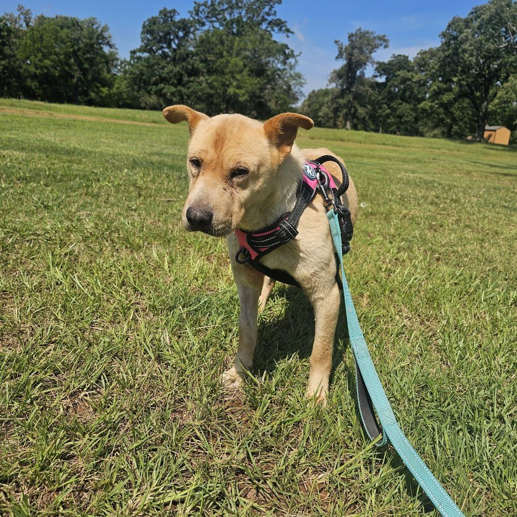 Enlarge Teddie, a Adoptable mixed breed in Wadena, MN image 2/6