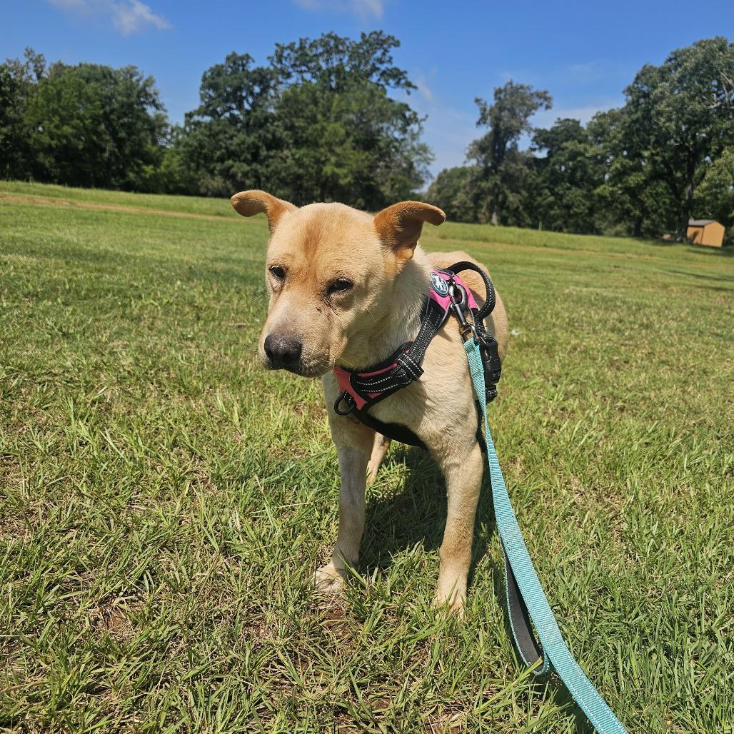 Enlarge Teddie, a Adoptable mixed breed in Wadena, MN image 3/6