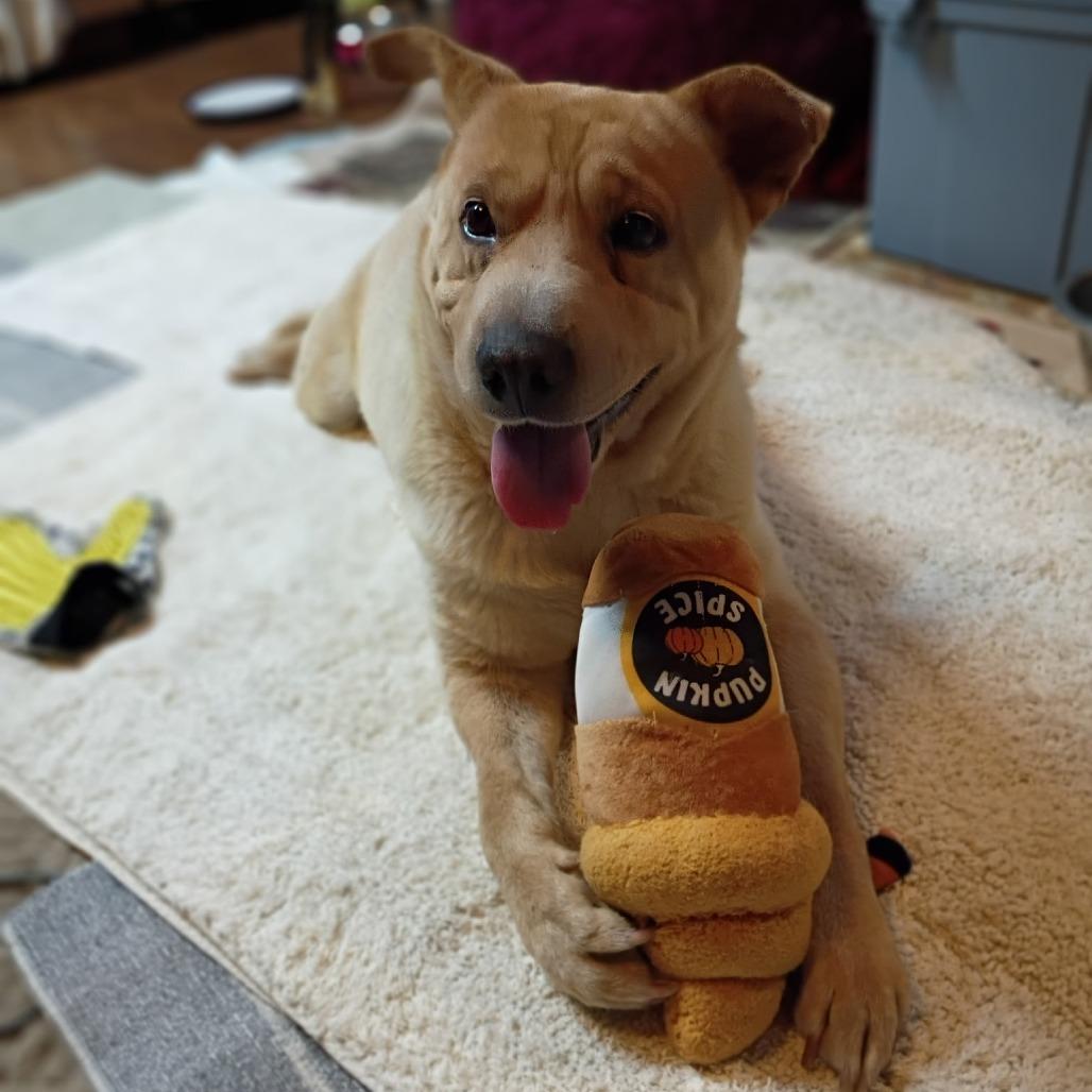 Enlarge Teddie, a Adoptable mixed breed in Wadena, MN image 4/6
