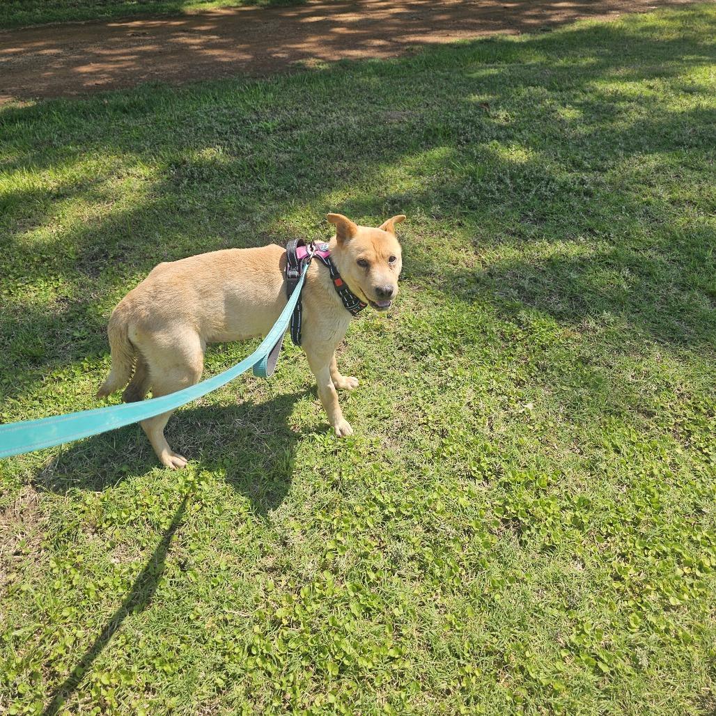 Enlarge Teddie, a Adoptable mixed breed in Wadena, MN image 5/6
