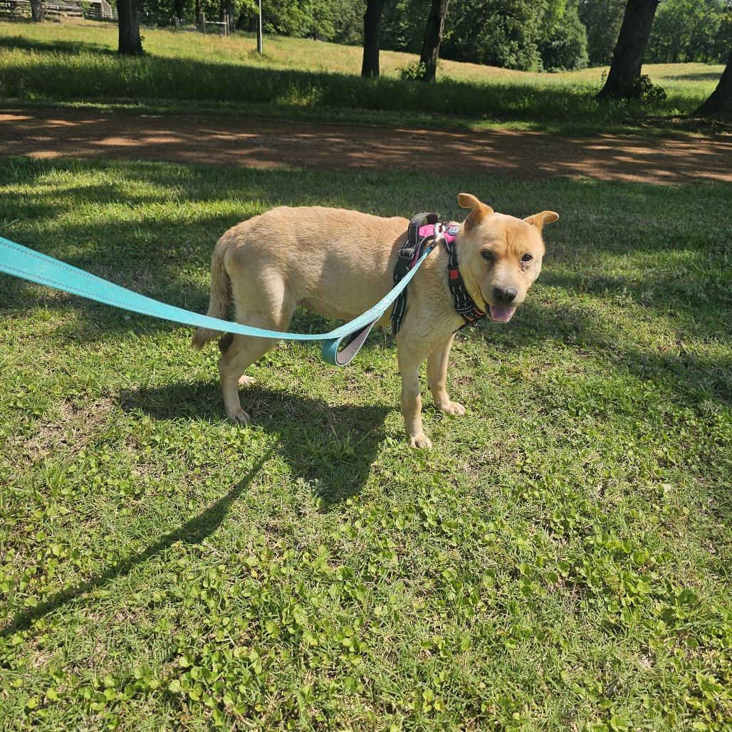 Enlarge Teddie, a Adoptable mixed breed in Wadena, MN image 6/6