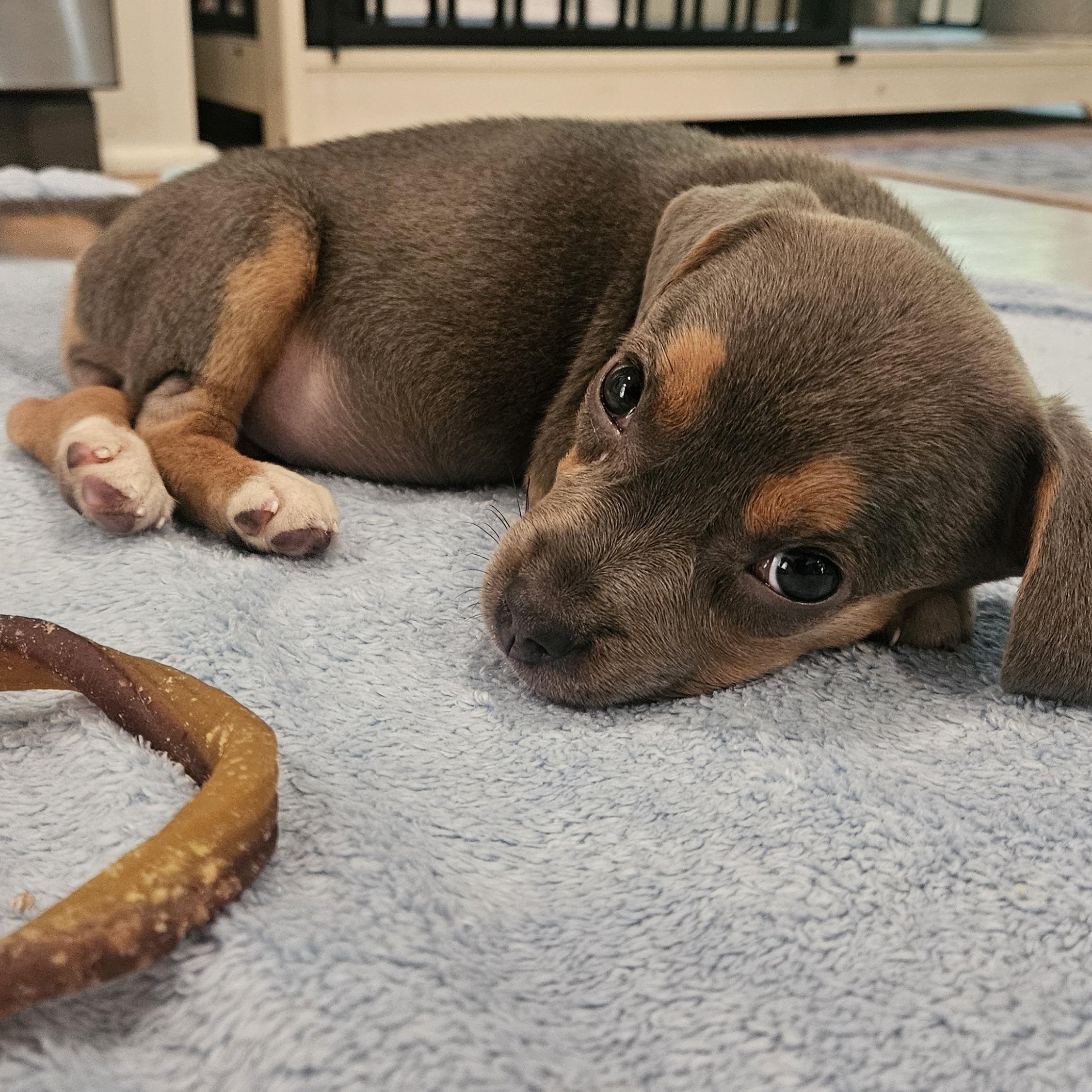 Wasabi, an adopted mixed breed in Rock Hill, SC image 4/6