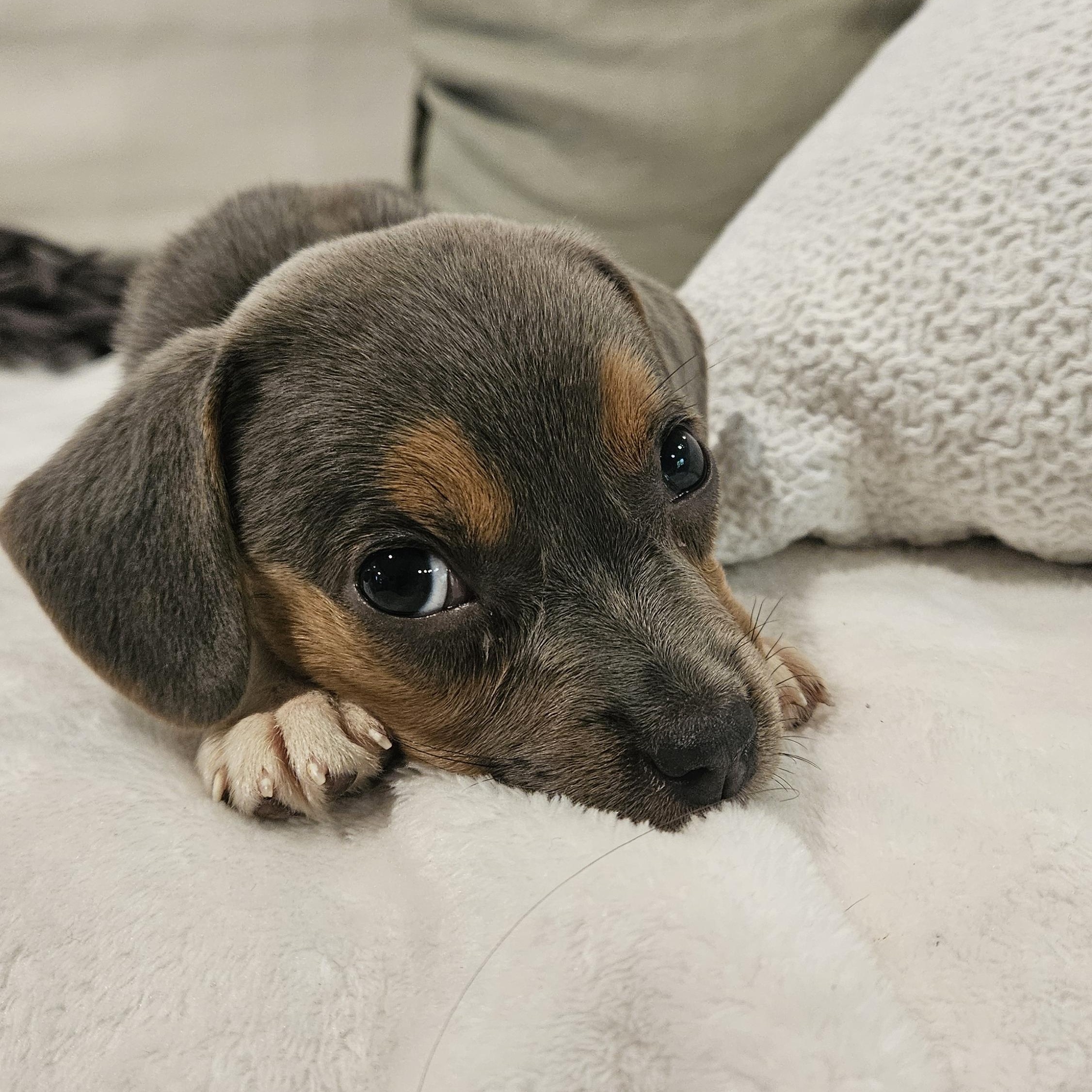Wasabi, an adopted mixed breed in Rock Hill, SC image 5/6