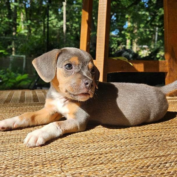 Wasabi, an adopted mixed breed in Rock Hill, SC image 2/6