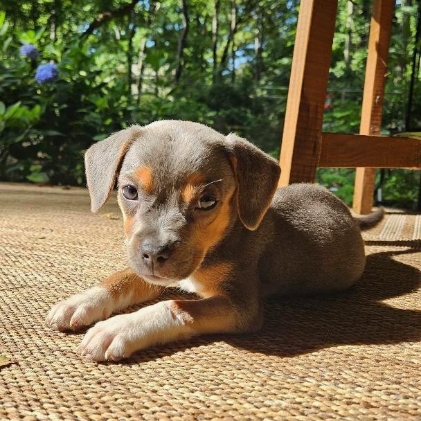 Wasabi, an adopted mixed breed in Rock Hill, SC image 1/6