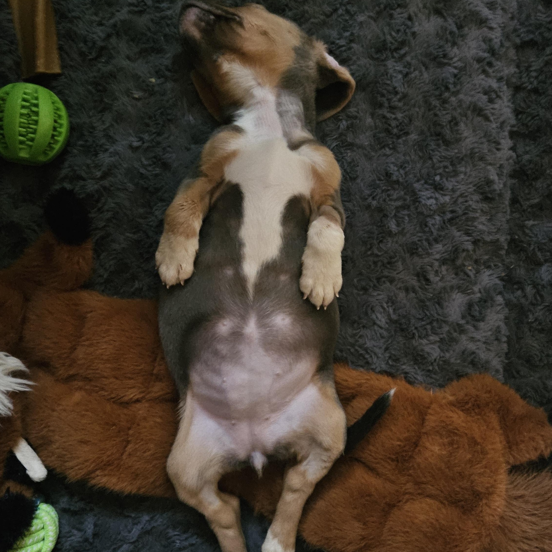 Wasabi, an adopted mixed breed in Rock Hill, SC image 6/6
