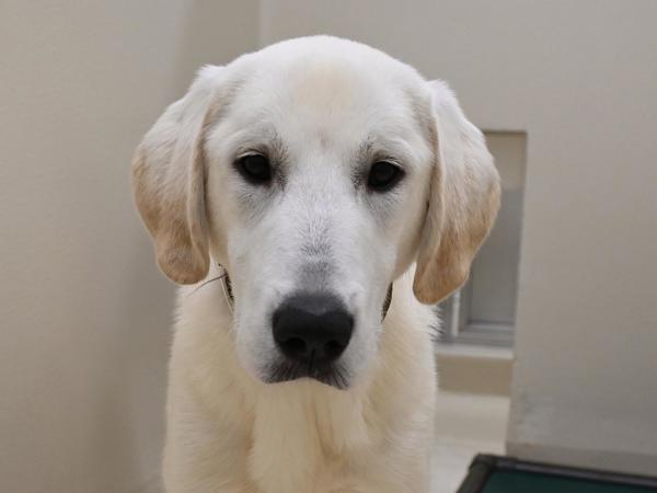 Enlarge Lefse, a Adoptable mixed breed in Portland, OR image 1/2