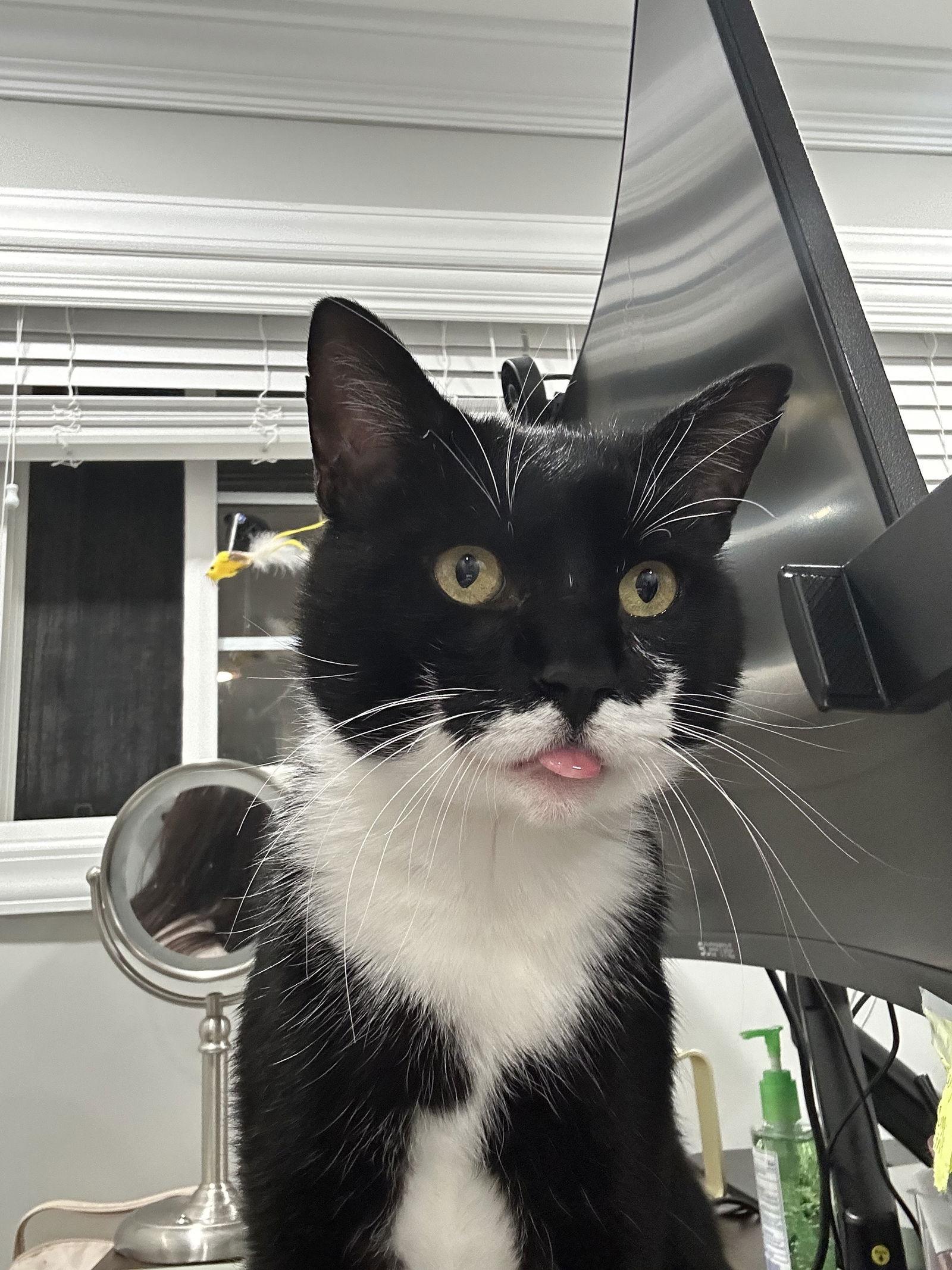 Sylvester, a Adoptable Domestic Short Hair in Flushing, NY image 1/3