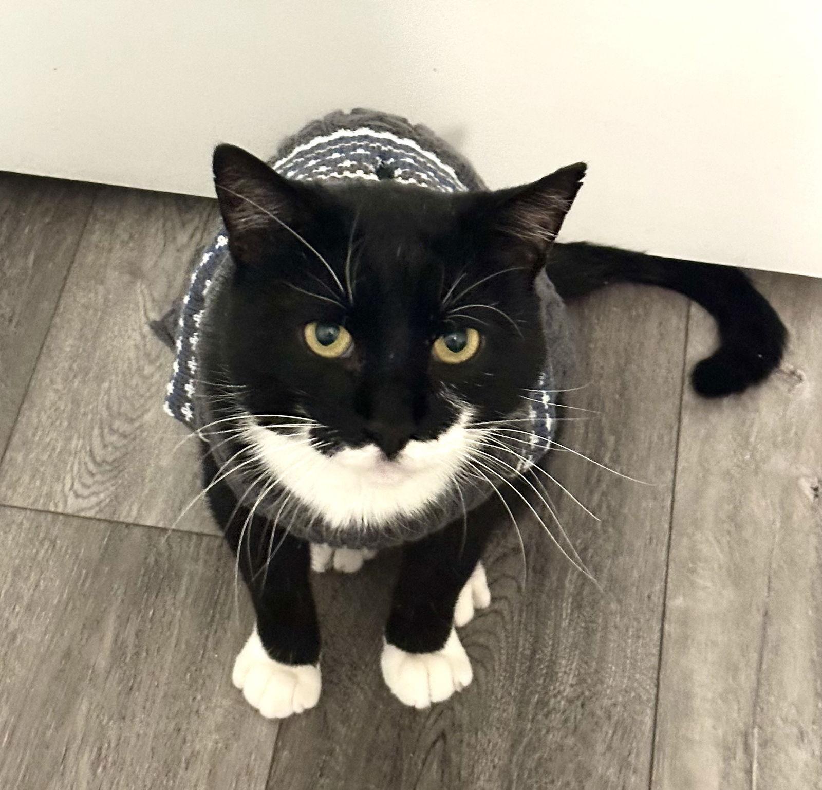 Sylvester, a Adoptable Domestic Short Hair in Flushing, NY image 2/3