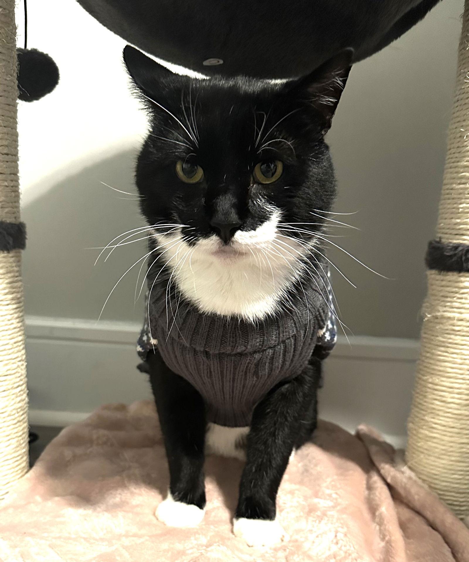 Sylvester, a Adoptable Domestic Short Hair in Flushing, NY image 3/3