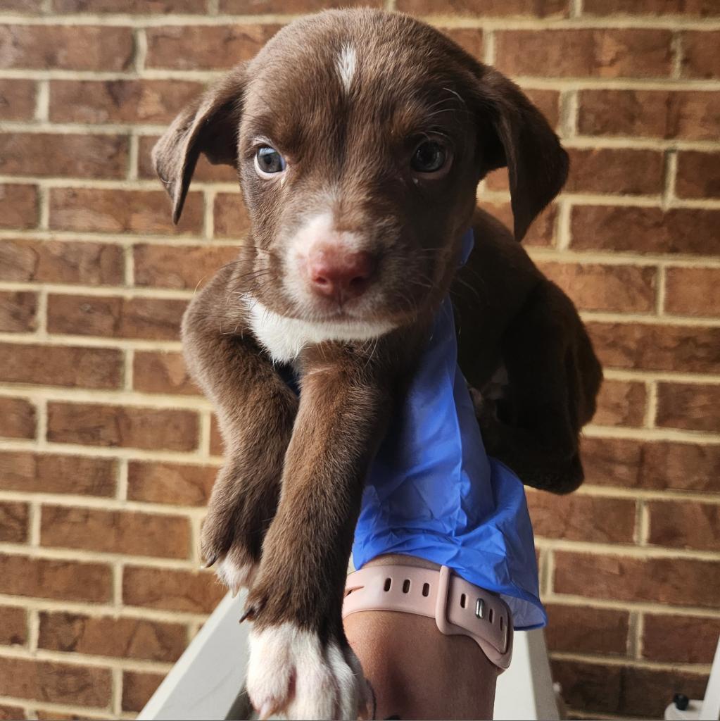 Enlarge Sparrow, a Adoptable Pit Bull Terrier in Birmingham, AL image 1/1
