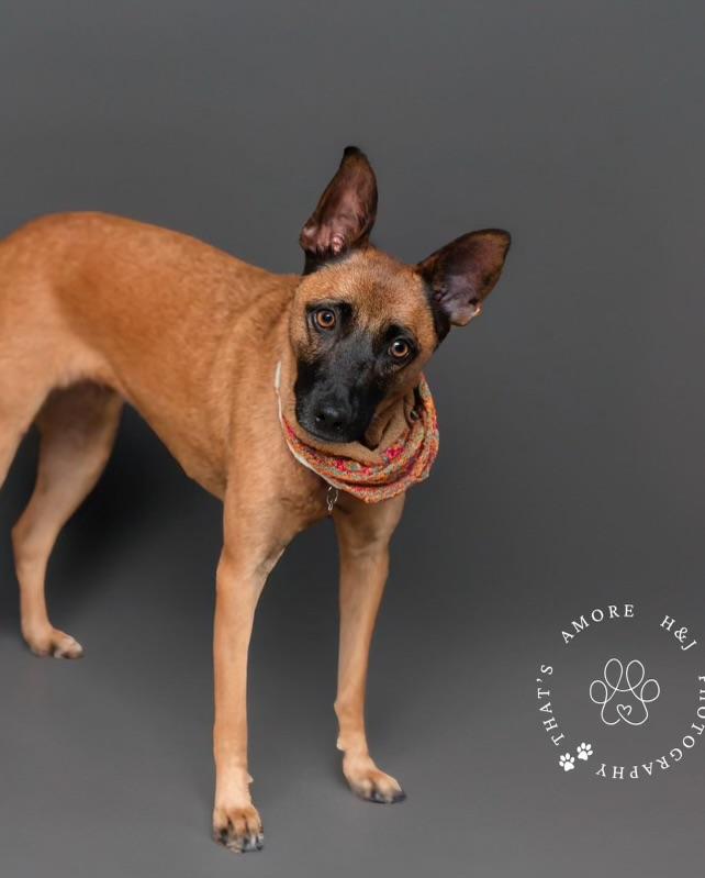 Piper, adopted, Adult Female Australian Cattle Dog / Blue Heeler & Chihuahua.