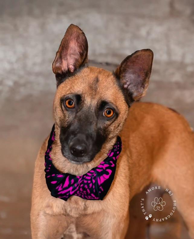 Enlarge Piper, an adopted mixed breed in Bakersfield, CA image 3/3