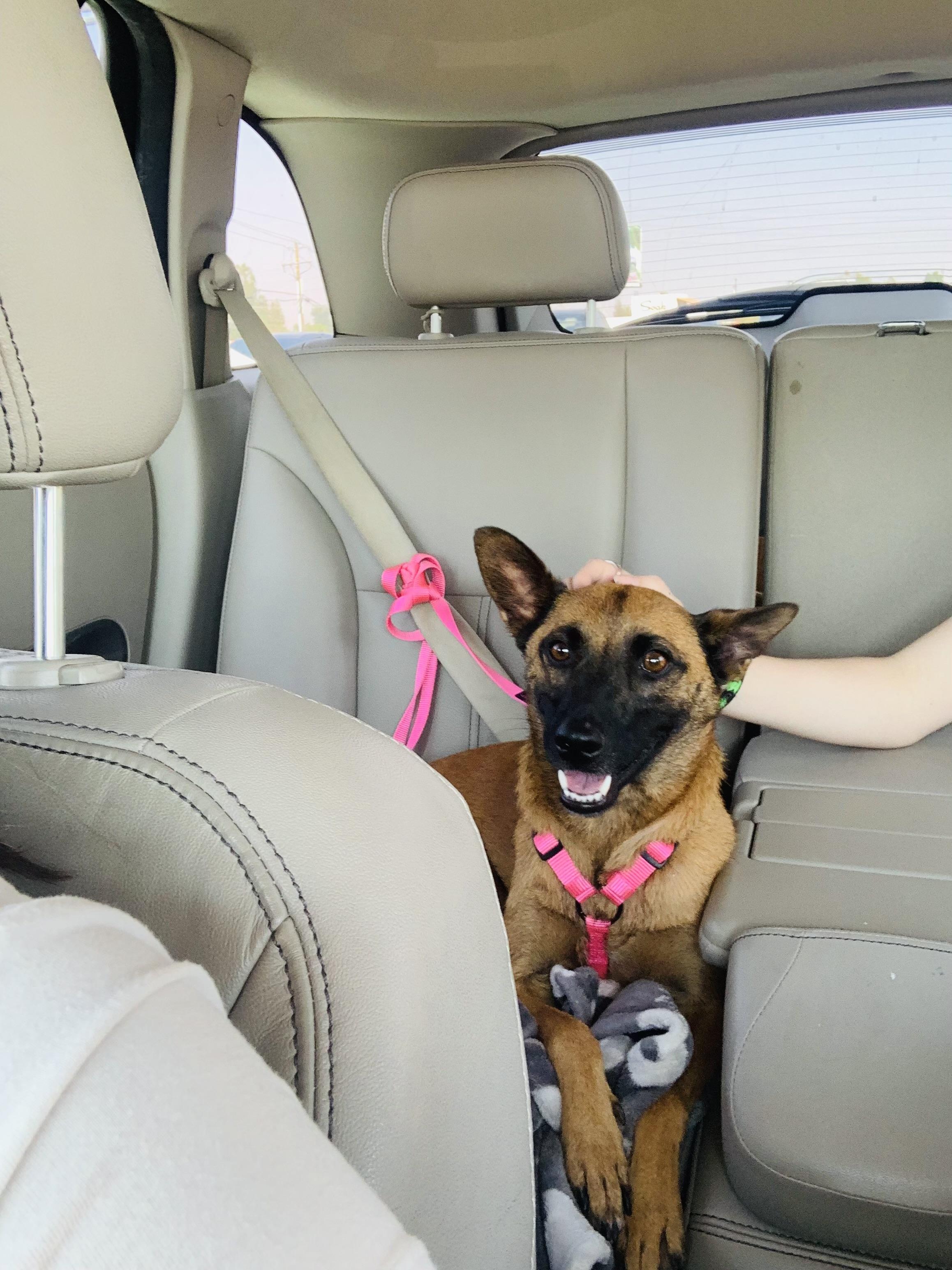 Piper, a Adoptable mixed breed in Bakersfield, CA image 3/3