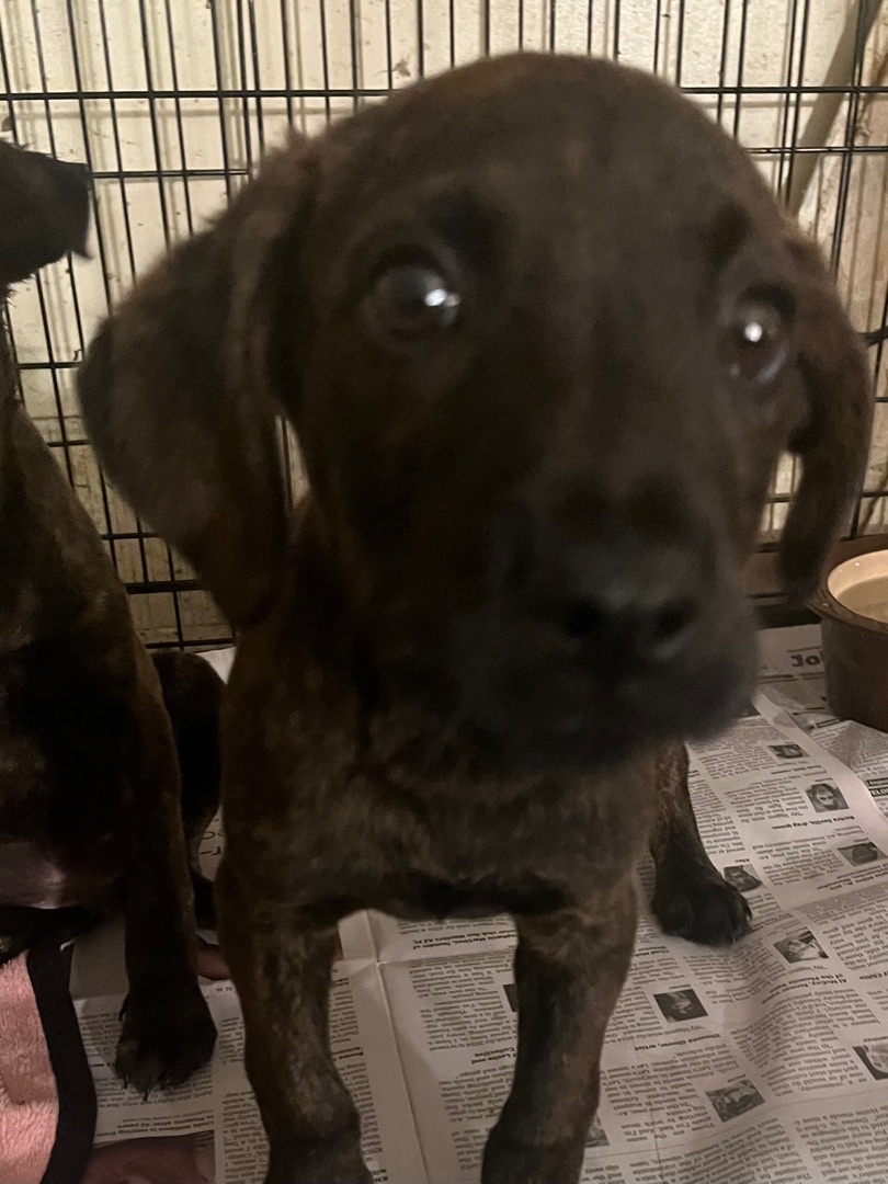 Moe larry curley, a Adoptable Black Labrador Retriever in Tonopah, AZ image 1/5