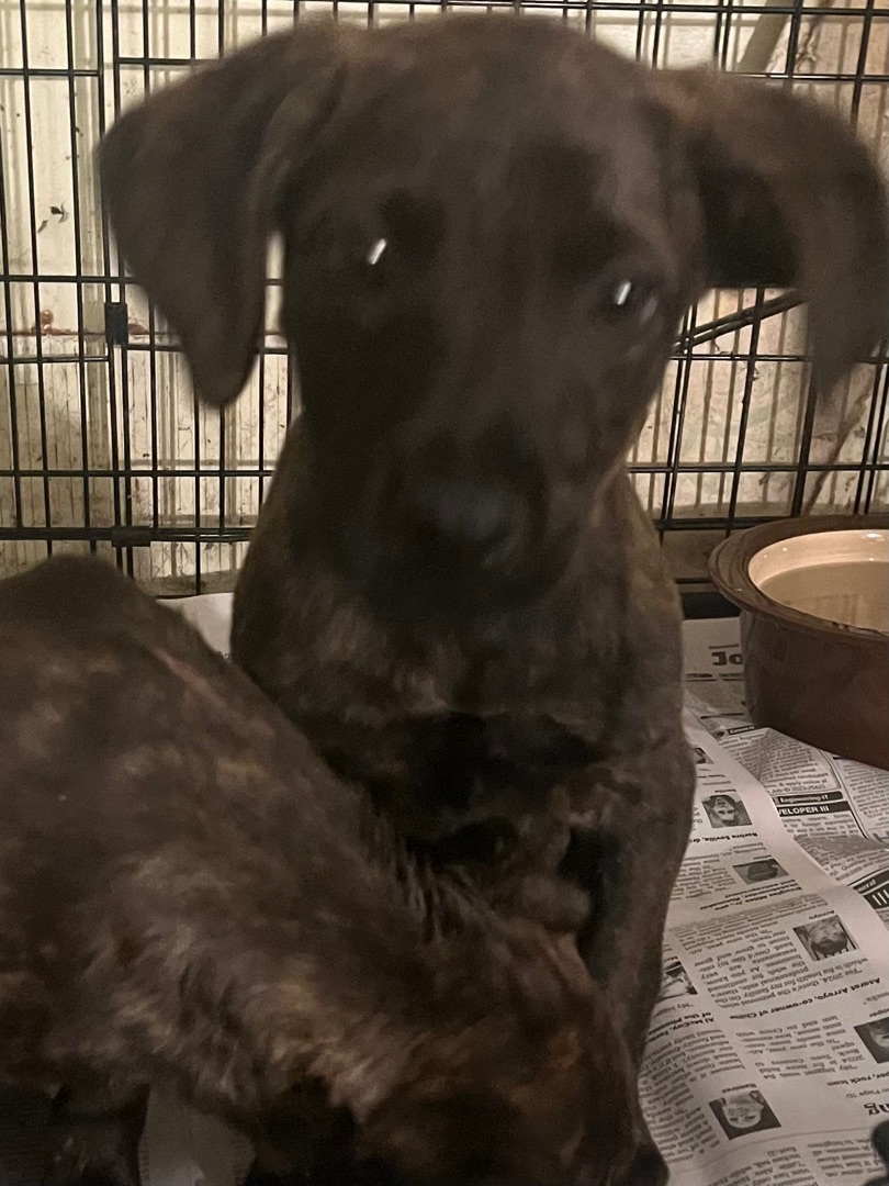Moe larry curley, a Adoptable Black Labrador Retriever in Tonopah, AZ image 2/5