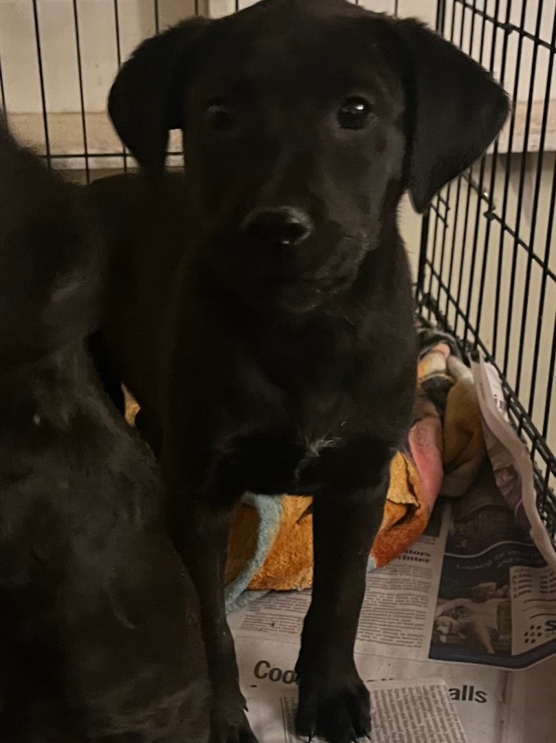 Moe larry curley, a Adoptable Black Labrador Retriever in Tonopah, AZ image 3/5