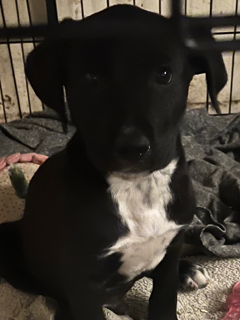 Moe larry curley, Adoptable, Young Male Black Labrador Retriever.