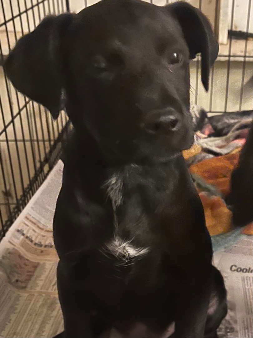 Moe larry curley, a Adoptable Black Labrador Retriever in Tonopah, AZ image 5/5