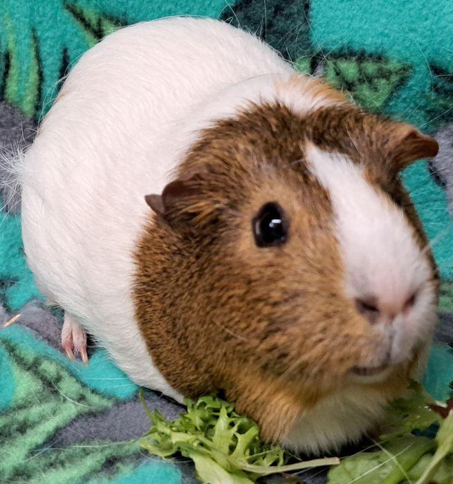 Muffin, a ADOPTABLE Short-Haired in Steger, IL image 2/4