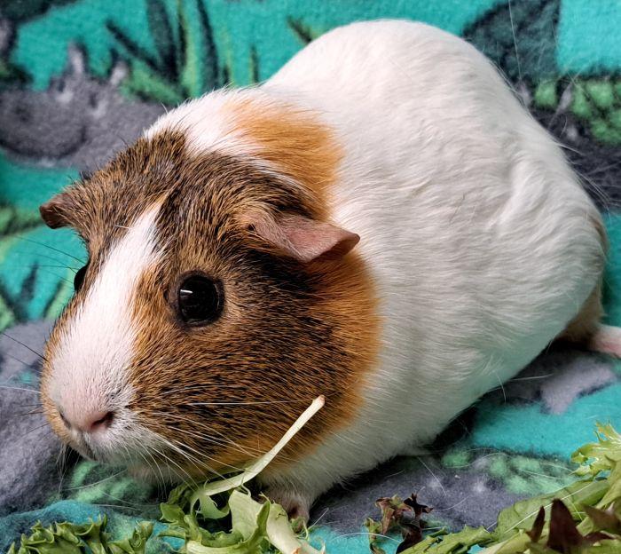 Muffin, a ADOPTABLE Short-Haired in Steger, IL image 3/4
