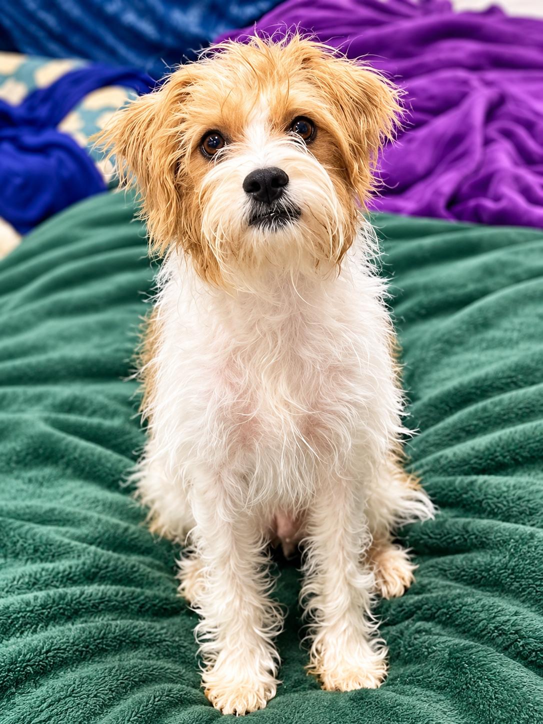 Enlarge Baby, a Adoptable mixed breed in Columbia, MD image 1/2