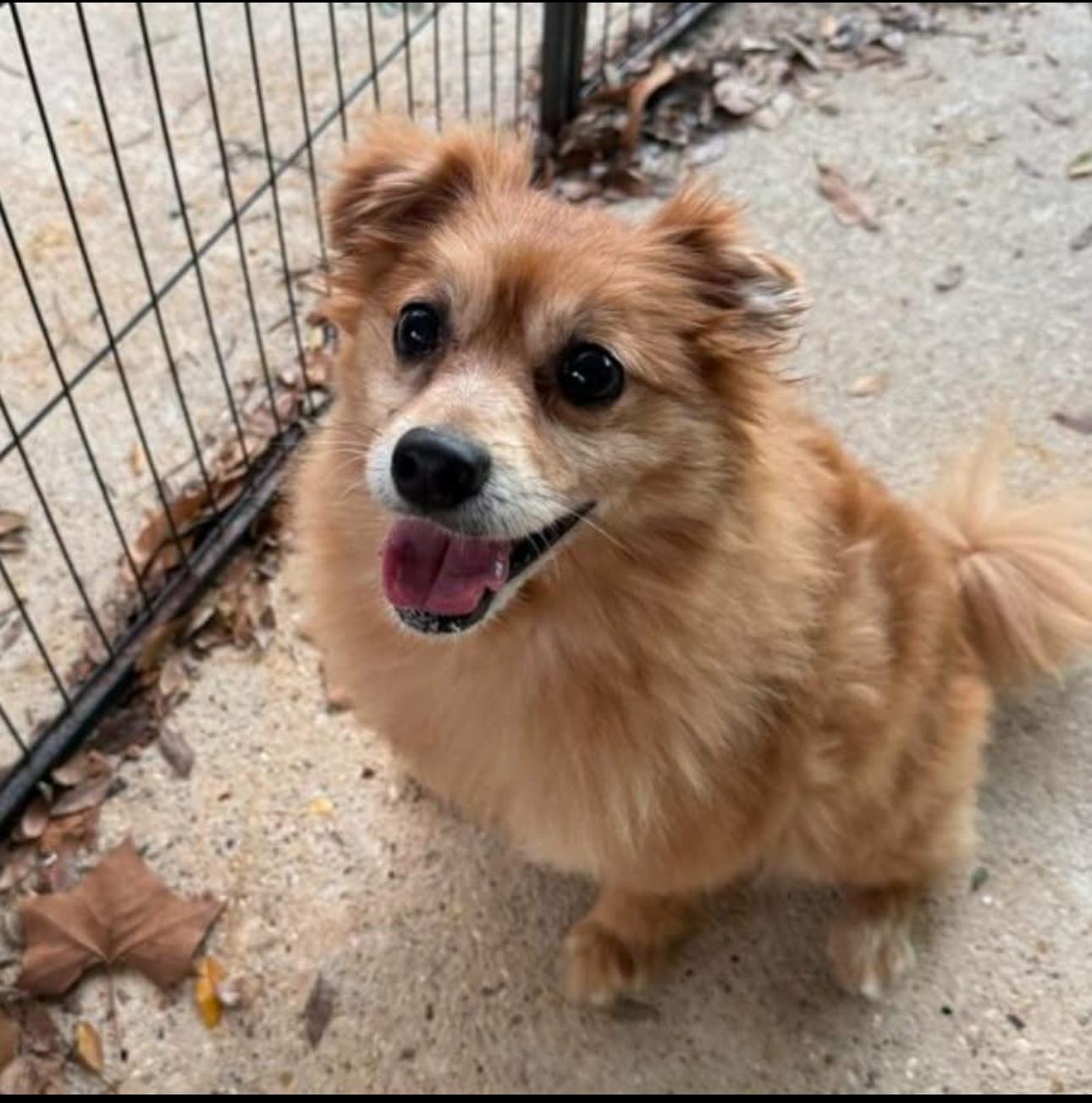 Andy, Senior Male Pomeranian