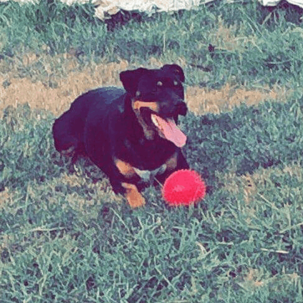Enlarge Jaws, a Adoptable mixed breed in Waynesboro, TN image 1/7