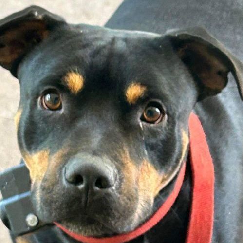 Enlarge Jaws, a Adoptable mixed breed in Waynesboro, TN image 2/7