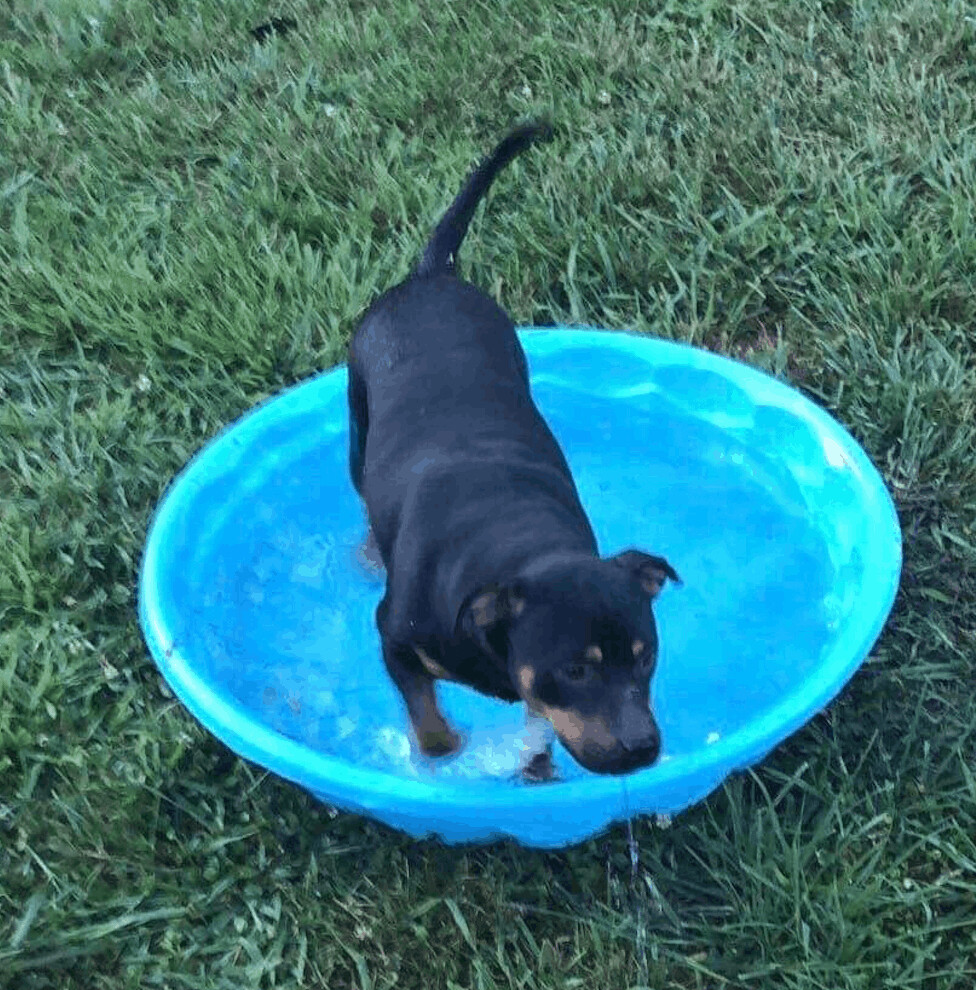 Enlarge Jaws, a Adoptable mixed breed in Waynesboro, TN image 3/7