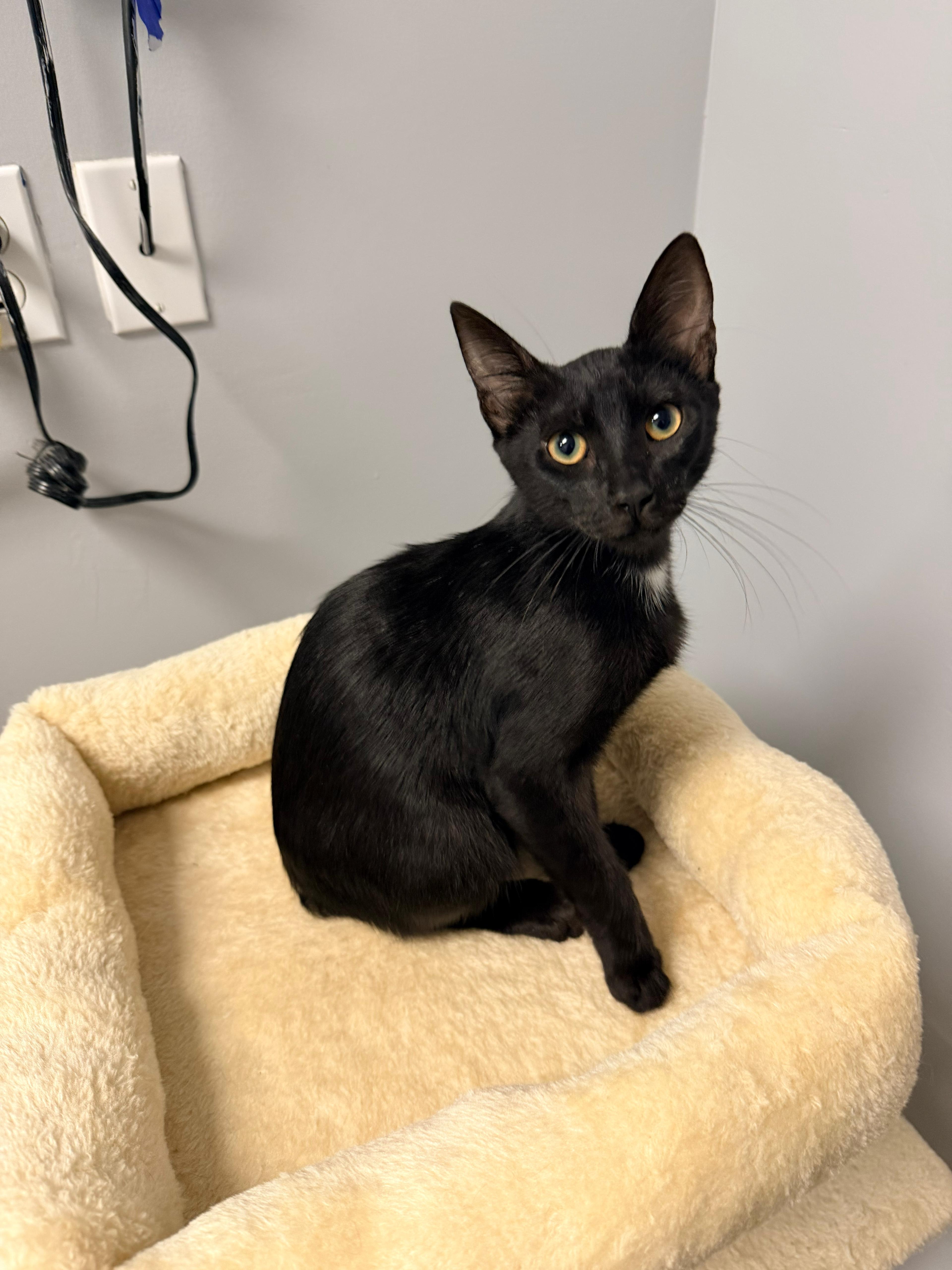 Vance, adopted, Young Male Domestic Short Hair.