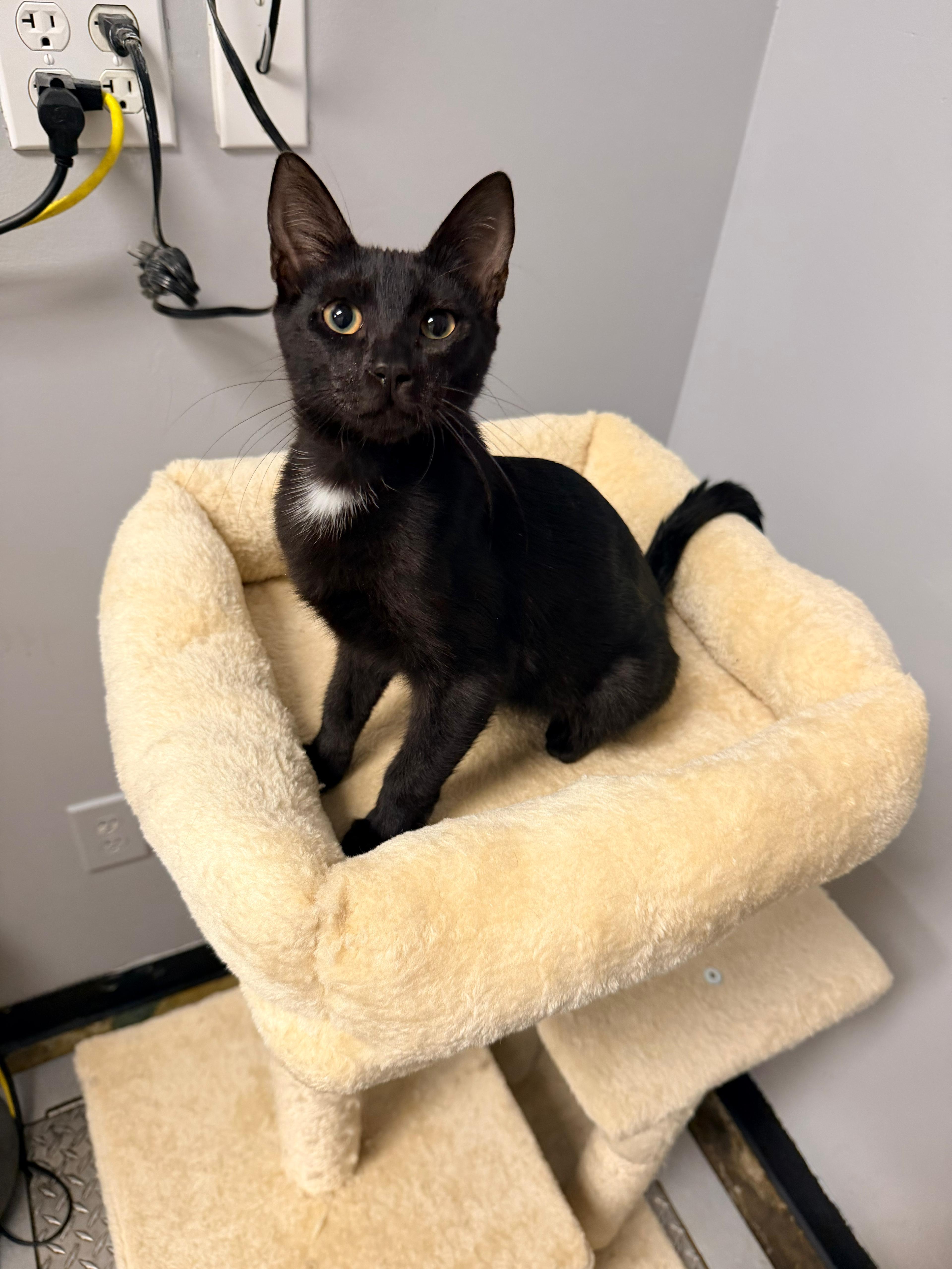 Enlarge Vance, an adopted Domestic Short Hair in Miami, FL image 2/2